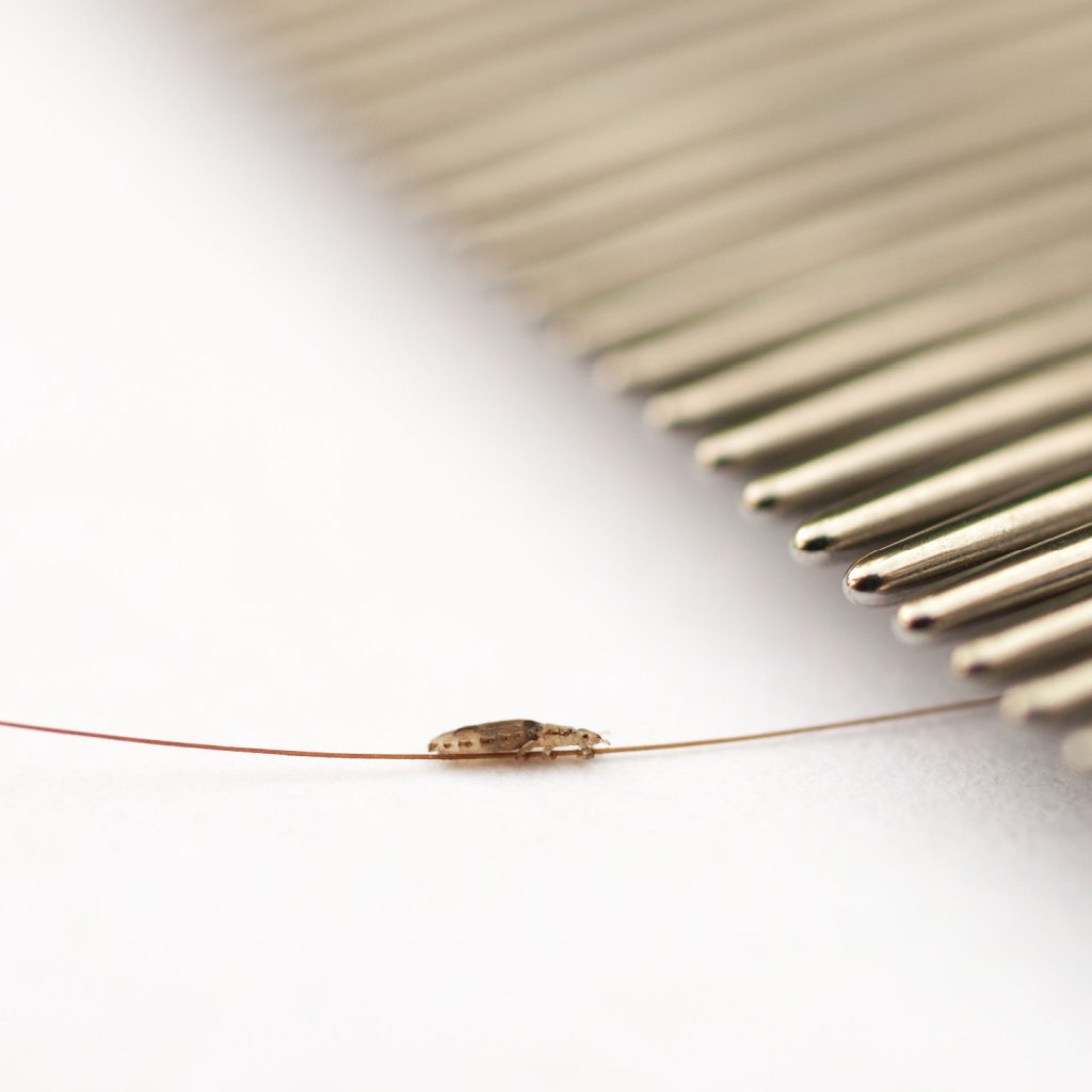 What are head lice?