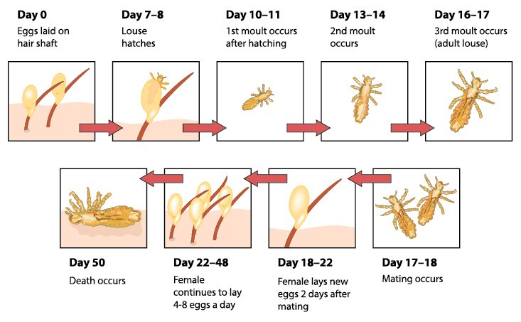 How long do head lice live?